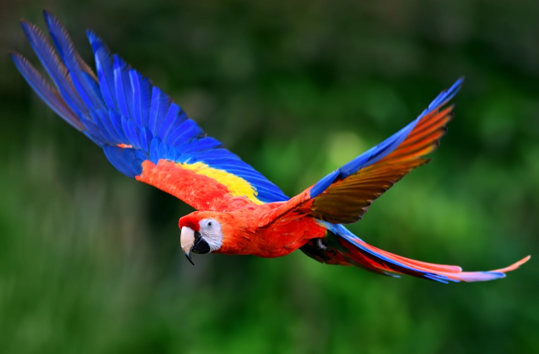 A vibrant scarlet macaw in flight with spread colorful wings.