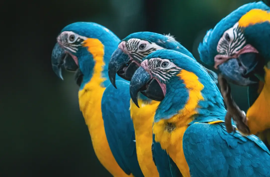 Three vibrant blue and yellow macaws perched closely together.