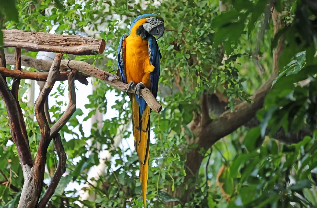 A vibrant blue-and-yellow macaw perched on a branch in a lush forest.