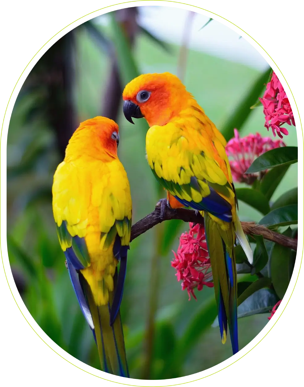 Two colorful sun conure parrots perched on a branch.