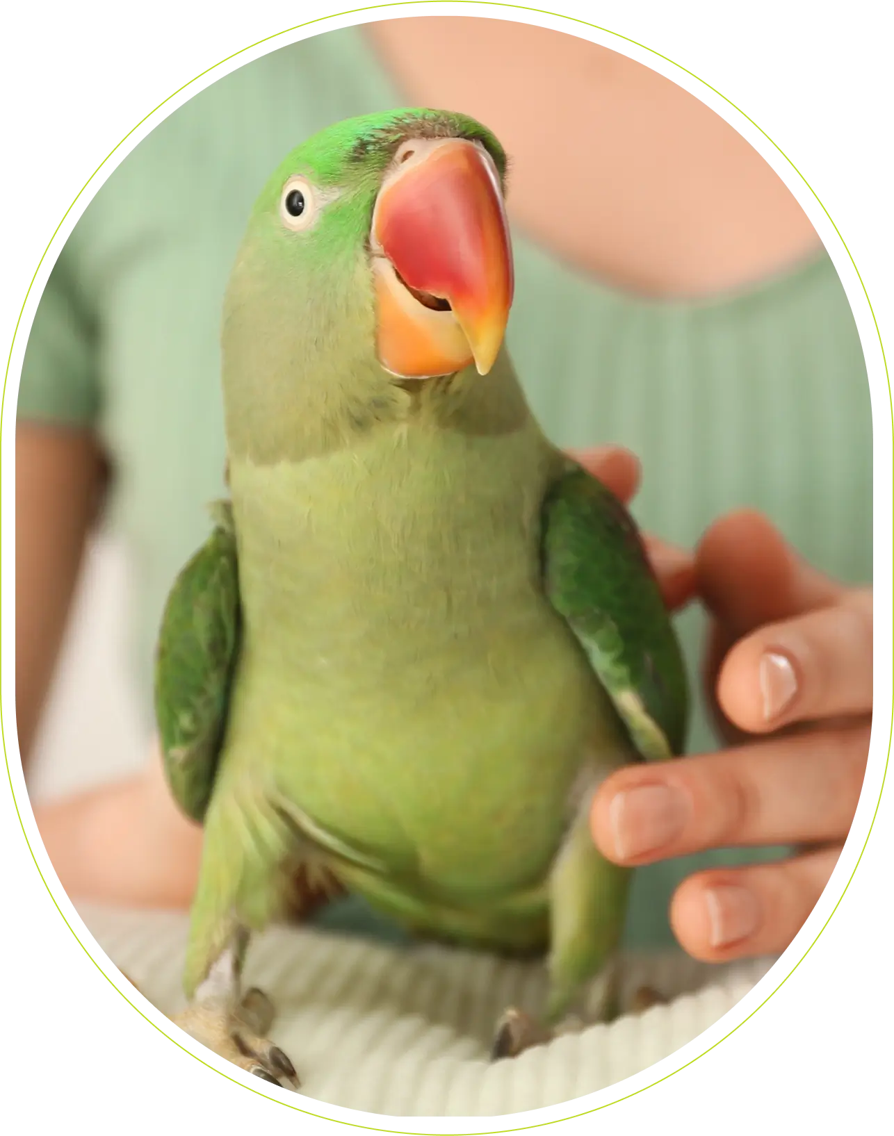 A green parrot perched on a person's hand.
