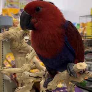 Red and blue parrot perched on branch.