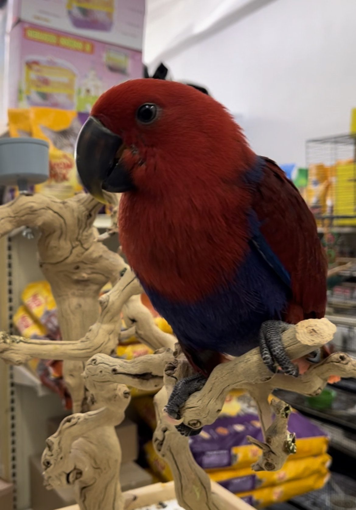Red and blue parrot perched on branch.