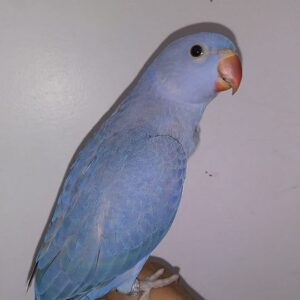 Blue parrot perched on a person's hand.
