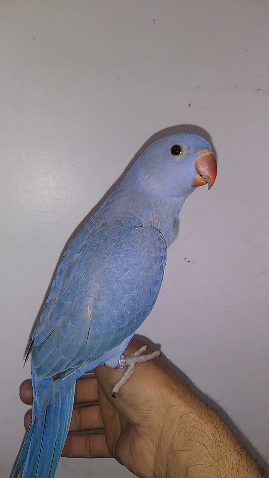 Blue parrot perched on a person's hand.