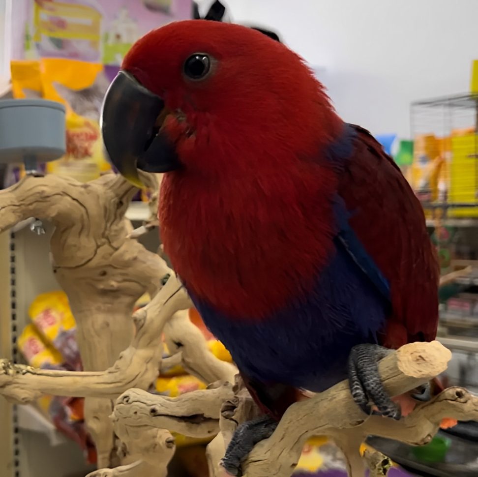 A vibrant red and blue parrot perched on a branch indoors.