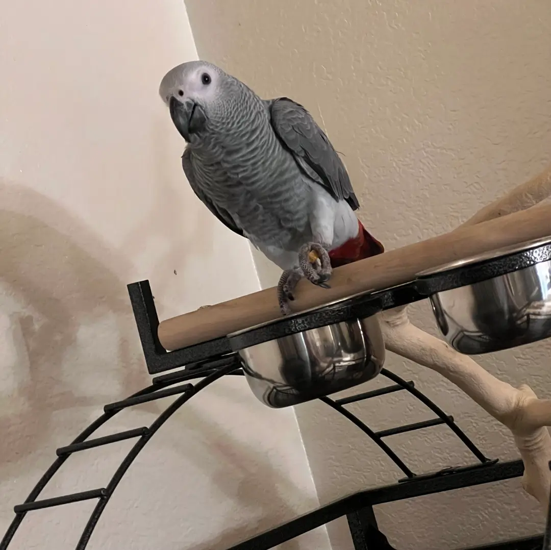 An African Grey parrot perched on a bird stand indoors.