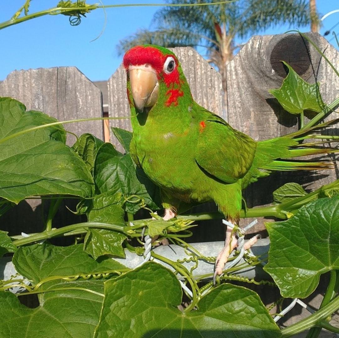 Green parrot perched on a branch with a red forehead and white eye rings.