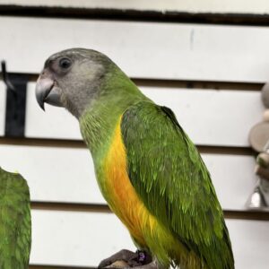 Green and yellow parrot on wooden perch.