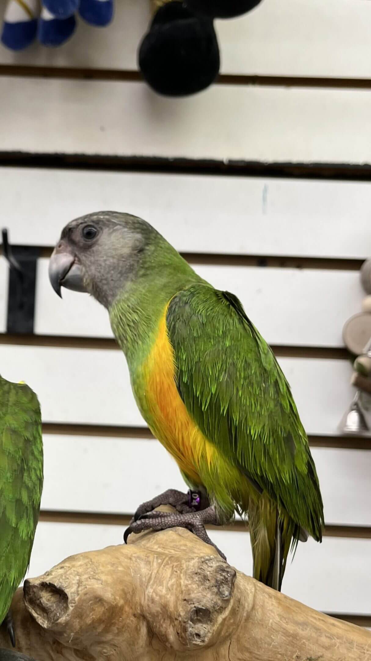 Green and yellow parrot on wooden perch.