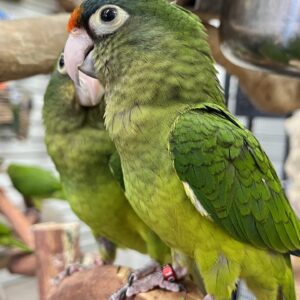 Two green parrots perched on a branch.