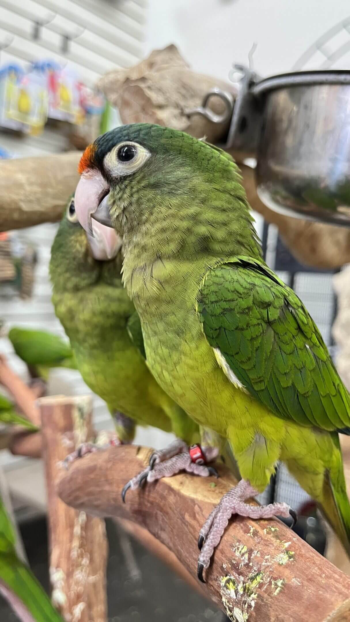 Two green parrots perched on a branch.