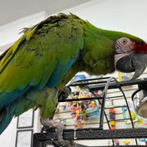 Green parrot perched on a metal cage.
