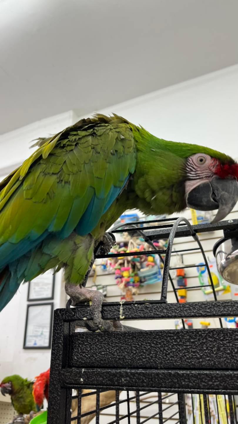Green parrot perched on a metal cage.