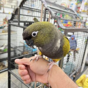 Parrot perched on a person's hand indoors.