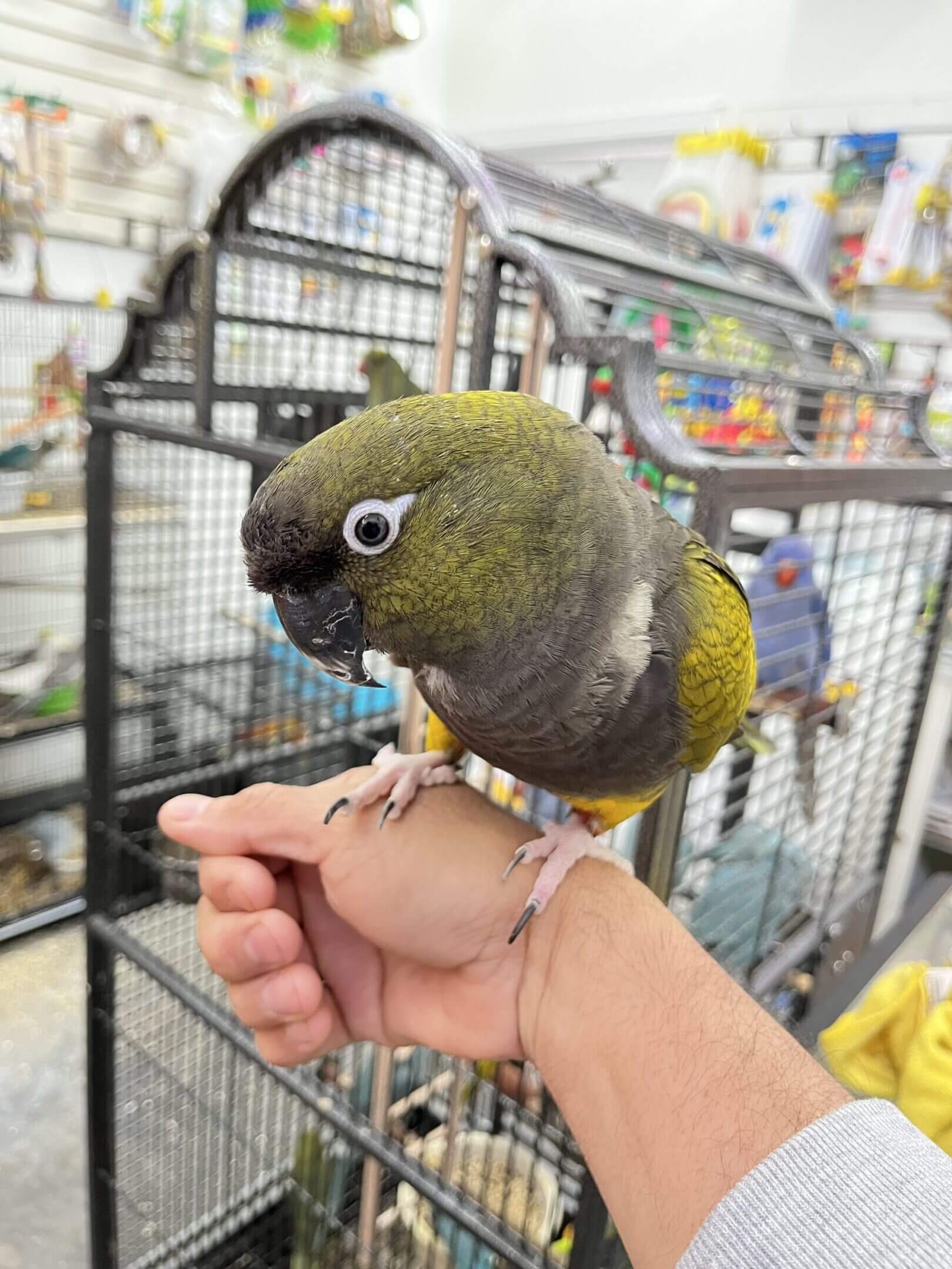 Parrot perched on a person's hand indoors.