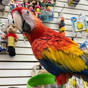 Colorful parrot in a pet store.