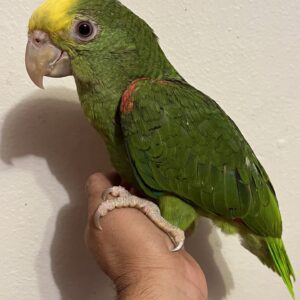 Green parrot perched on person's hand.