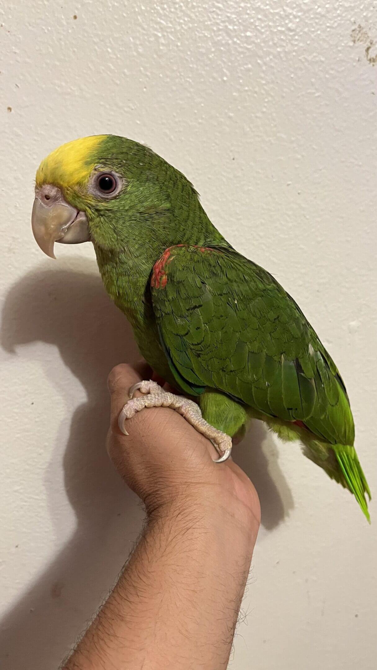 Green parrot perched on person's hand.