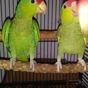 Two green parrots perched in cage.