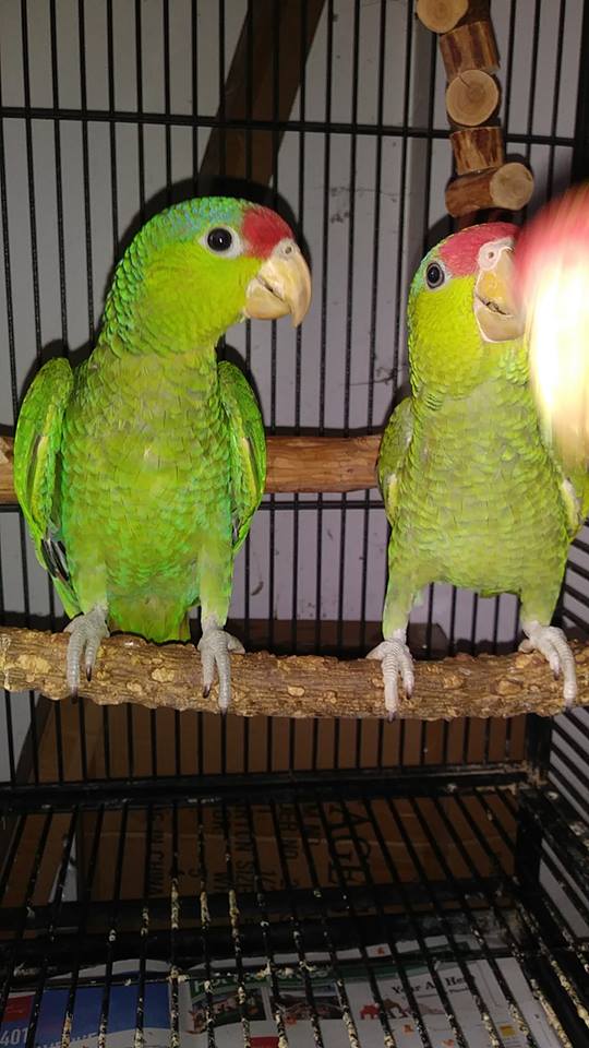 Two green parrots perched in cage.