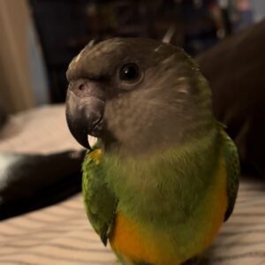 Small parrot sitting on striped fabric.