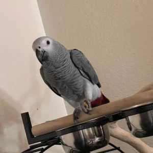 Gray parrot perched on metal stand.