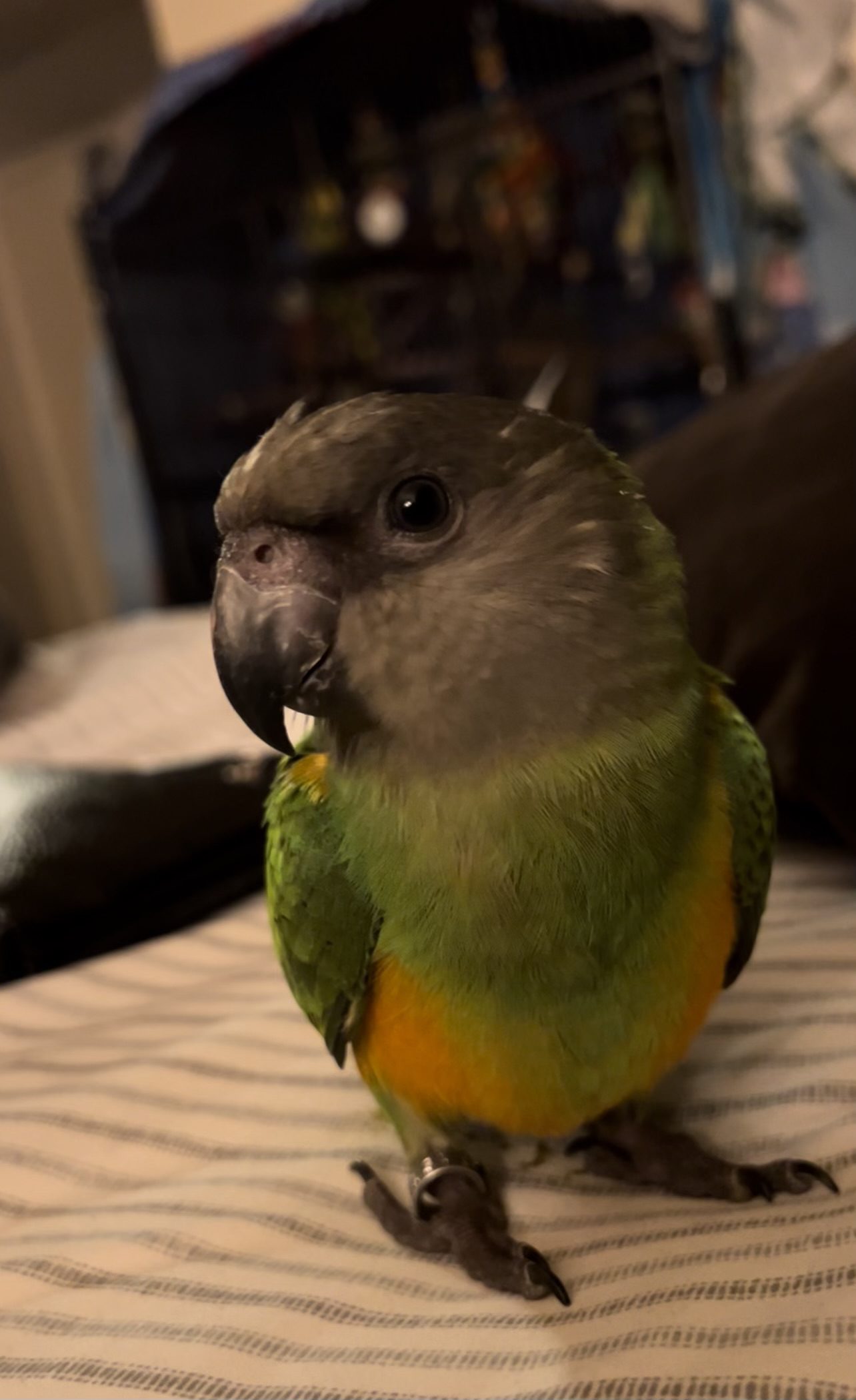 Small parrot sitting on striped fabric.
