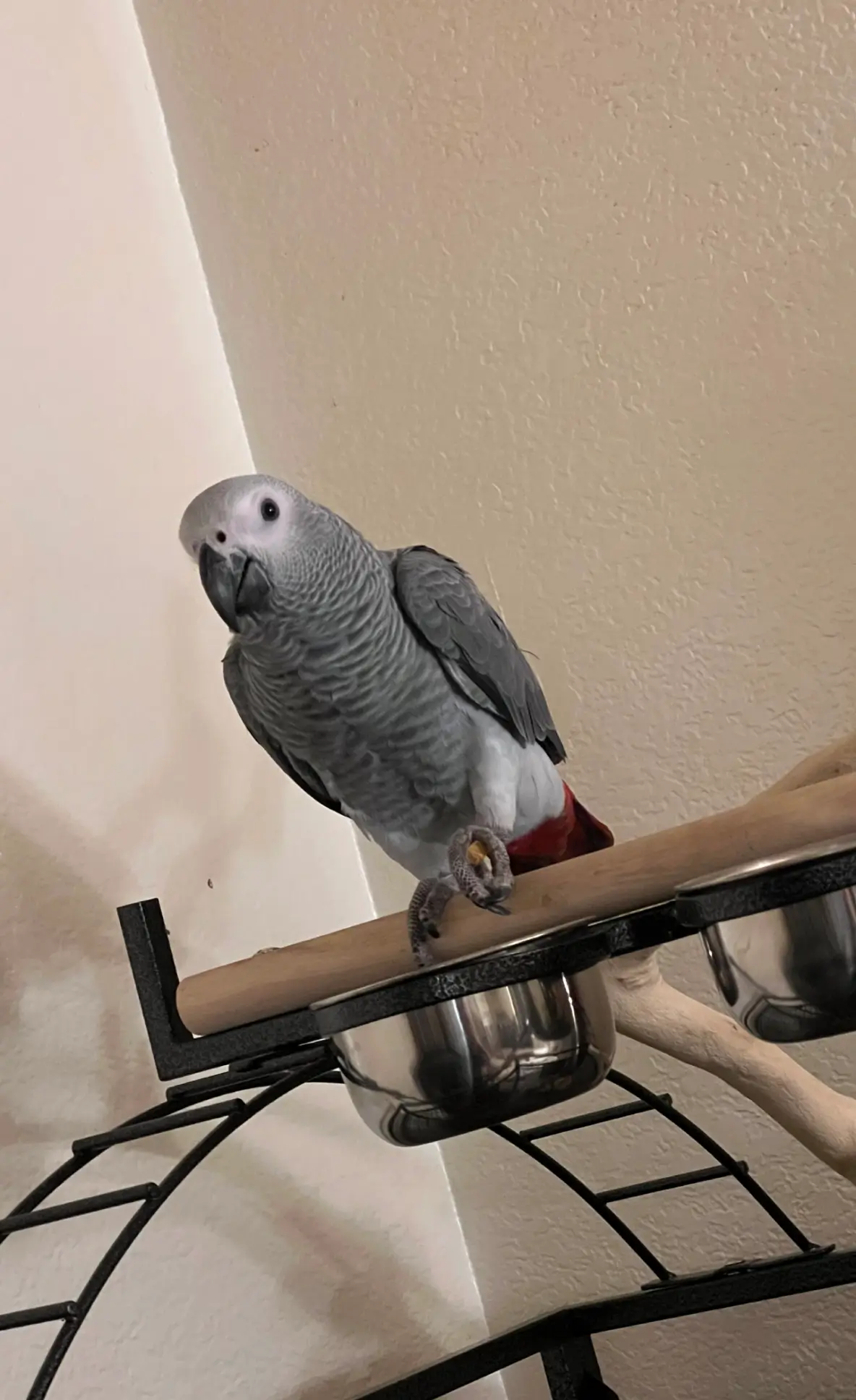 Gray parrot perched on metal stand.