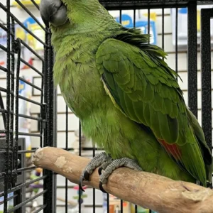 Green parrot perched inside a cage.