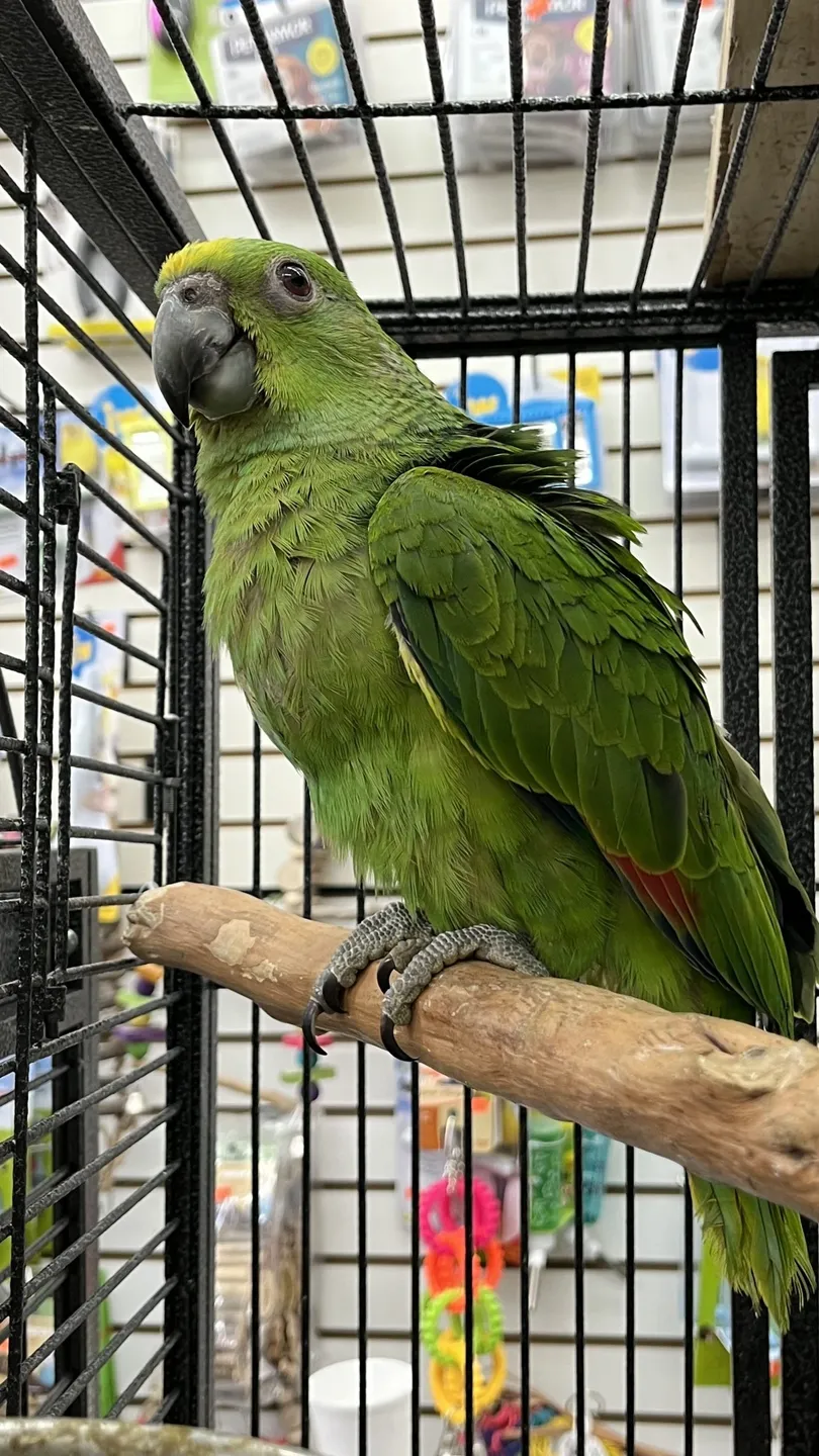 Green parrot perched inside a cage.