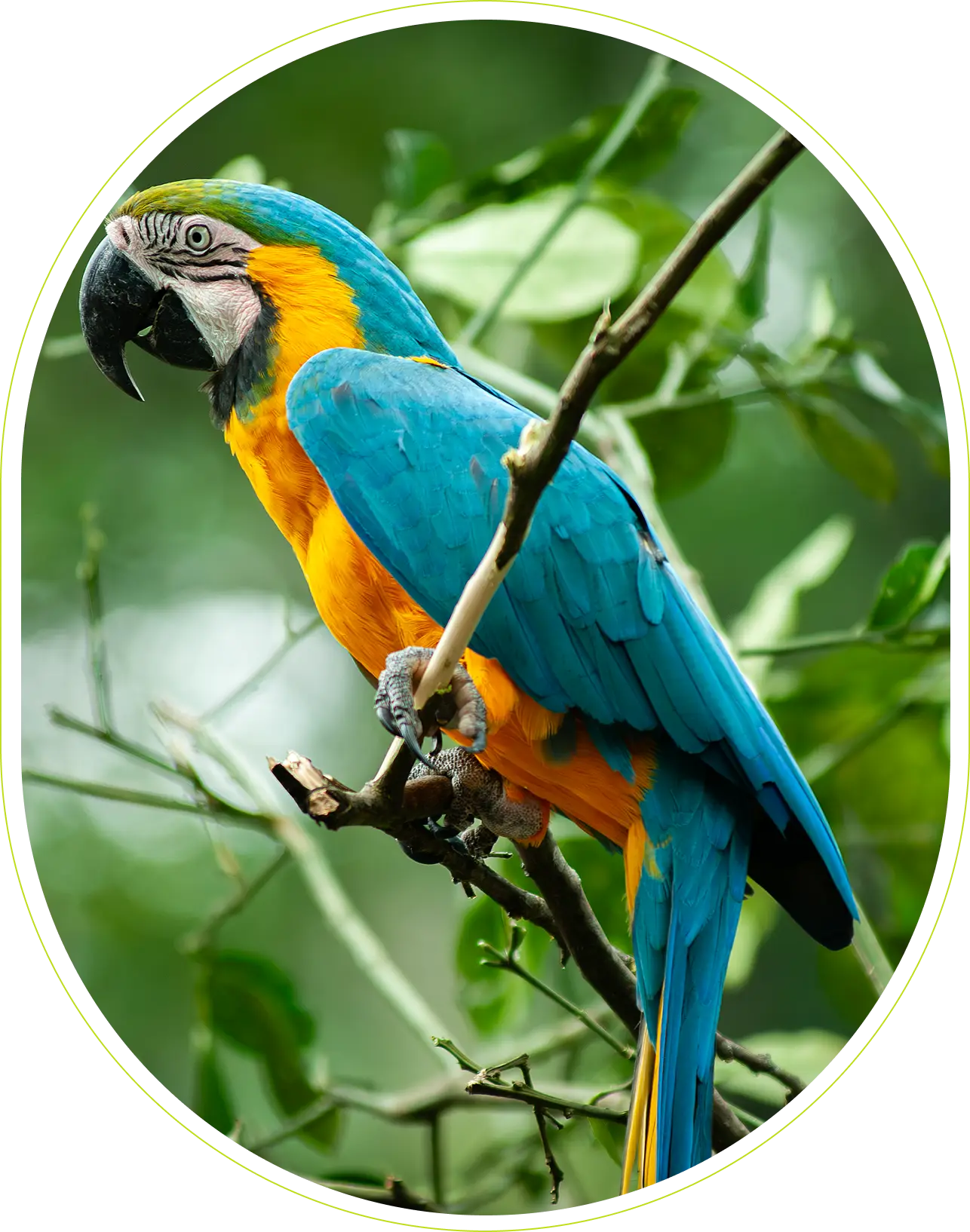 Blue and yellow parrot perched on branch.